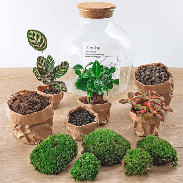 DIY terrarium - Fat Joe Coffea - ↕ 30 cm - Normal - Happy City Plants