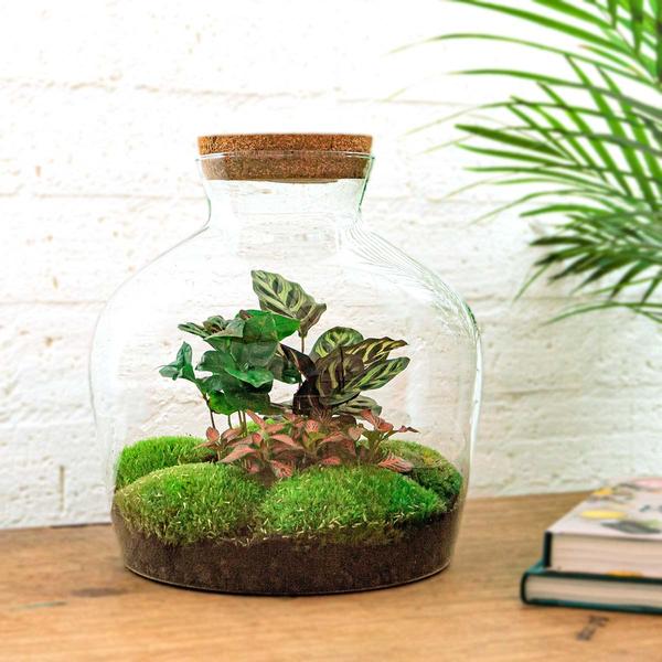 DIY terrarium - Fat Joe Coffea - ↕ 30 cm - Normal - Happy City Plants