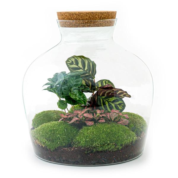 DIY terrarium - Fat Joe Coffea - ↕ 30 cm - Normal - Happy City Plants