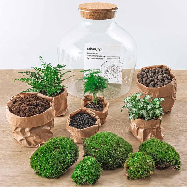 DIY terrarium - Fat Joe Groen - ↕ 30 cm - Normal - Happy City Plants