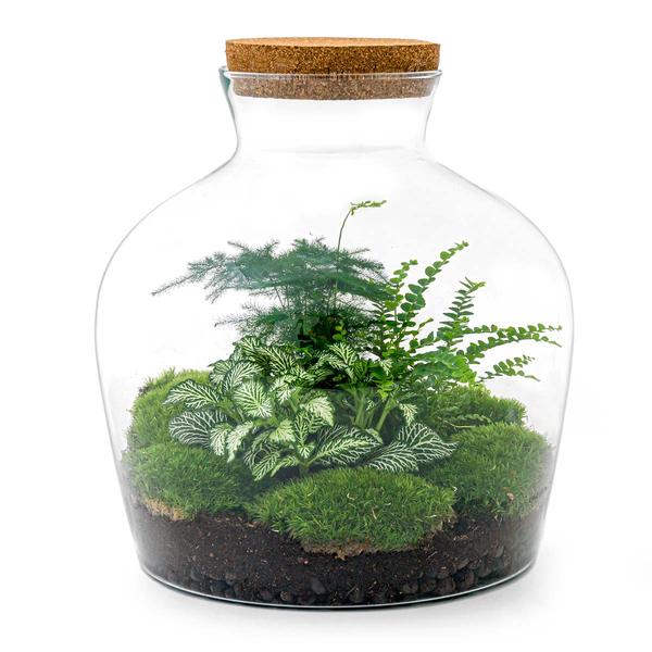 DIY terrarium - Fat Joe Groen - ↕ 30 cm - Normal - Happy City Plants
