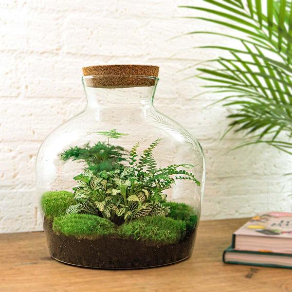DIY terrarium - Fat Joe Groen - ↕ 30 cm - Normal - Happy City Plants