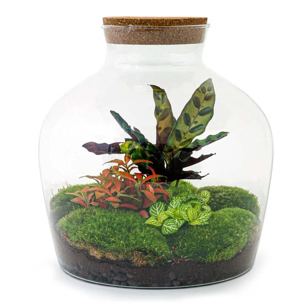 DIY terrarium - Fat Joe Rood - ↕ 30 cm - Normal - Happy City Plants