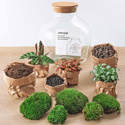 DIY terrarium - Fat Joe Rood - ↕ 30 cm - Normal - Happy City Plants