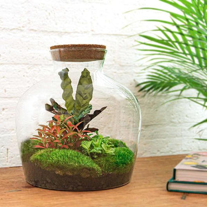 DIY terrarium - Fat Joe Rood - ↕ 30 cm - Normal - Happy City Plants
