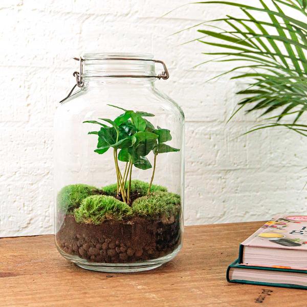 DIY terrarium - Jar - Coffea Arabica - ↕ 28 cm - Normal Jar - Happy City Plants