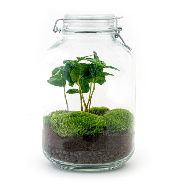 DIY terrarium - Jar - Coffea Arabica - ↕ 28 cm - Normal Jar - Happy City Plants