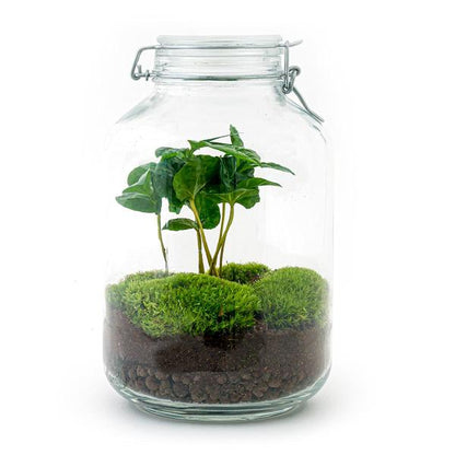 DIY terrarium - Jar - Coffea Arabica - ↕ 28 cm - Normal Jar - Happy City Plants
