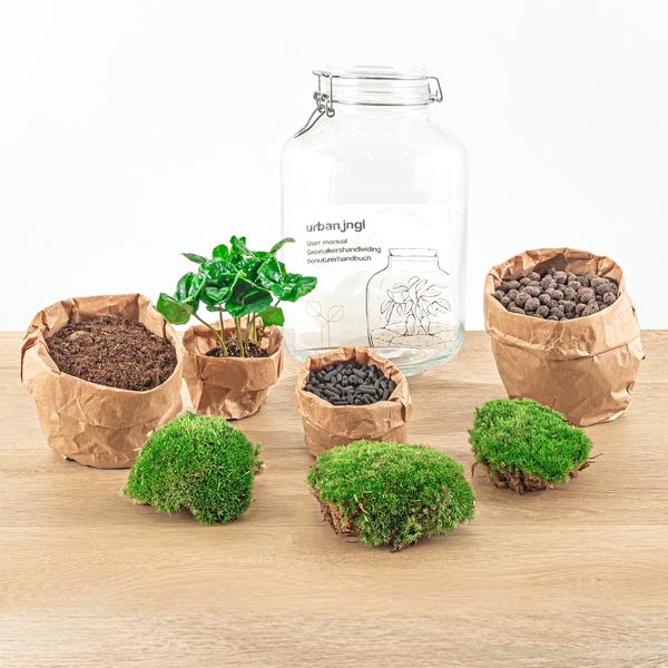 DIY terrarium - Jar - Coffea Arabica - ↕ 28 cm - Normal Jar - Happy City Plants