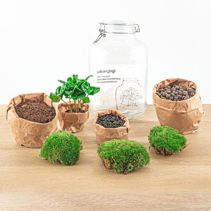 DIY terrarium - Jar - Coffea Arabica - ↕ 28 cm - Normal Jar - Happy City Plants