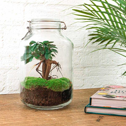 DIY terrarium - Jar - Ficus Ginseng bonsai - ↕ 28 cm - Normal - Happy City Plants