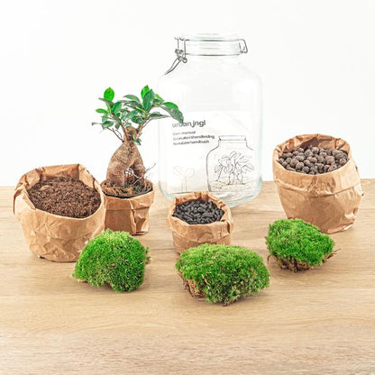 DIY terrarium - Jar - Ficus Ginseng bonsai - ↕ 28 cm - Normal - Happy City Plants