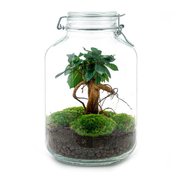 DIY terrarium - Jar - Ficus Ginseng bonsai - ↕ 28 cm - Normal - Happy City Plants