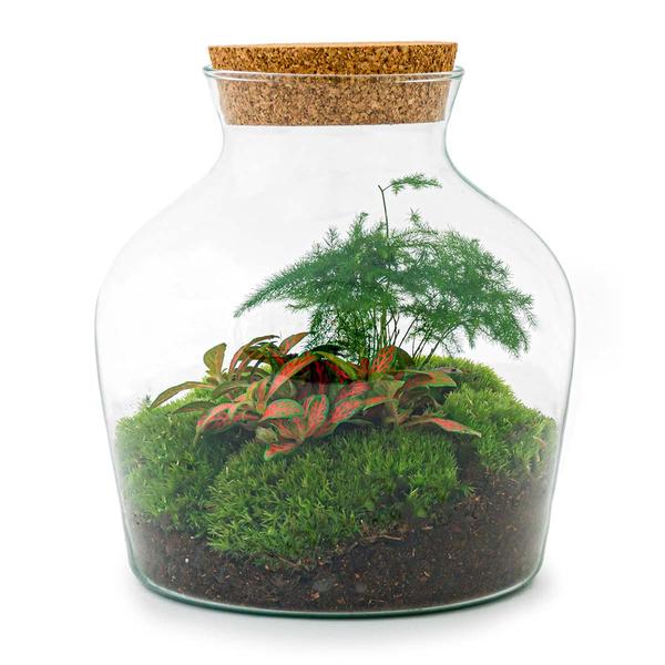 DIY terrarium - Little Joe - ↕ 21,5 cm - Normal - Happy City Plants