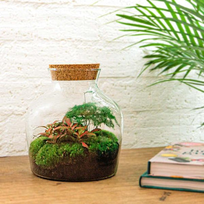 DIY terrarium - Little Joe - ↕ 21,5 cm - Normal - Happy City Plants