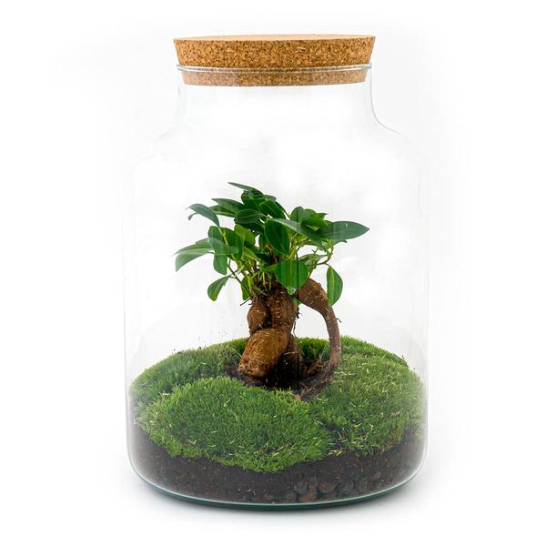 DIY terrarium - Milky met bonsai - ↕ 30 cm - Normal - Happy City Plants