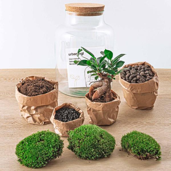 DIY terrarium - Milky met bonsai - ↕ 30 cm - Normal - Happy City Plants