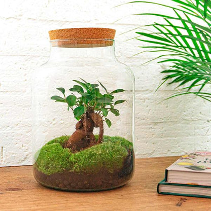 DIY terrarium - Milky met bonsai - ↕ 30 cm - Normal - Happy City Plants