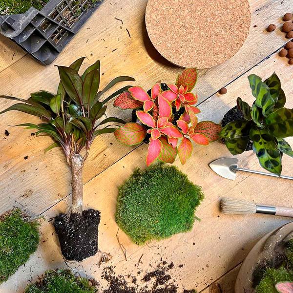 DIY terrarium - Milky Palm - ↕ 30 cm - Happy City Plants