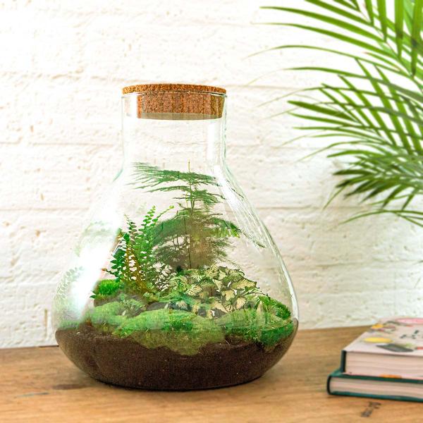 DIY terrarium - Sam XL - ↕ 35 cm - Normal - Happy City Plants