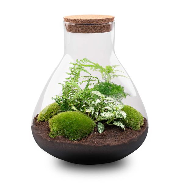 DIY terrarium - Sam XL - ↕ 35 cm - Normal - Happy City Plants