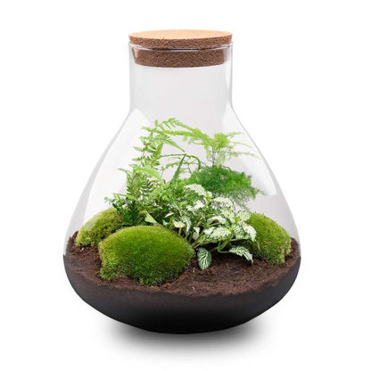 DIY terrarium - Sam XL - ↕ 35 cm - Normal - Happy City Plants