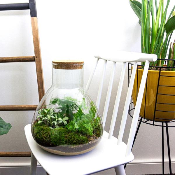 DIY terrarium - Sam XL - ↕ 35 cm - Normal - Happy City Plants
