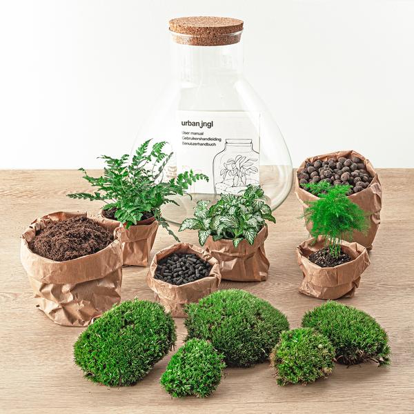 DIY terrarium - Sam XL - ↕ 35 cm - Normal - Happy City Plants