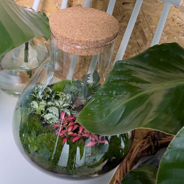 DIY terrarium - Sam XL Bonsai - ↕ 35 cm - Normal - Happy City Plants