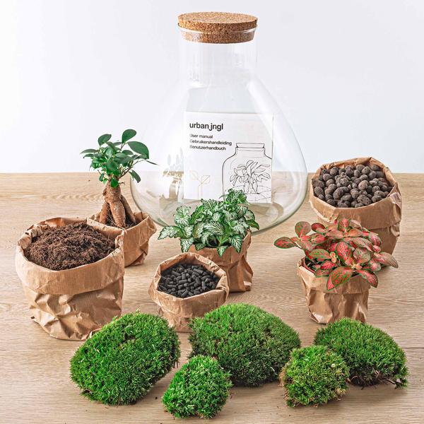DIY terrarium - Sam XL Bonsai - ↕ 35 cm - Normal - Happy City Plants