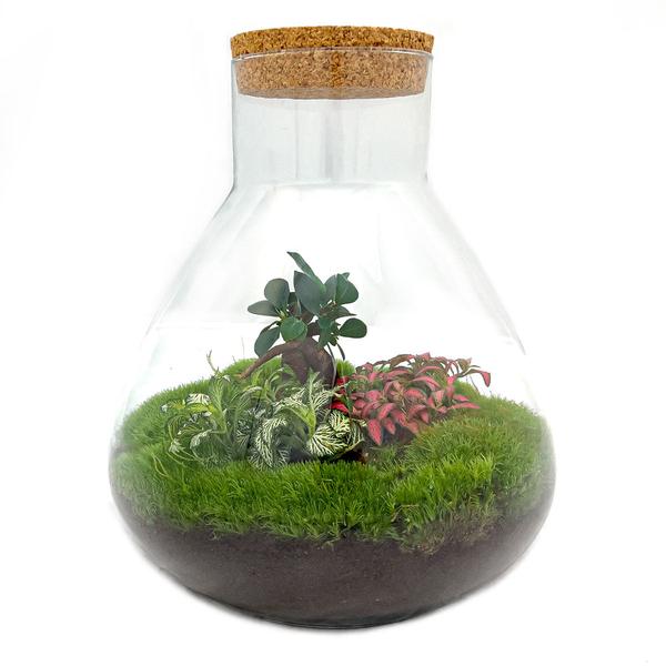 DIY terrarium - Sam XL Bonsai - ↕ 35 cm - Normal - Happy City Plants