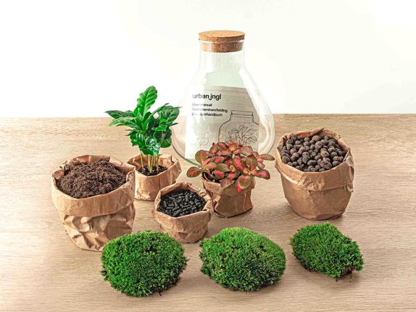 DIY terrarium - Sammie Coffea - ↕ 27 cm - Normal - Happy City Plants