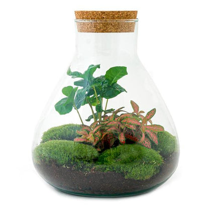 DIY terrarium - Sammie Coffea - ↕ 27 cm - Normal - Happy City Plants