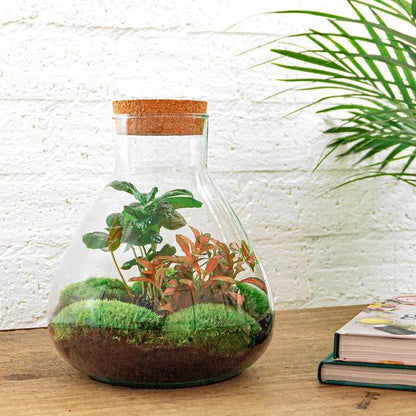 DIY terrarium - Sammie Coffea - ↕ 27 cm - Normal - Happy City Plants