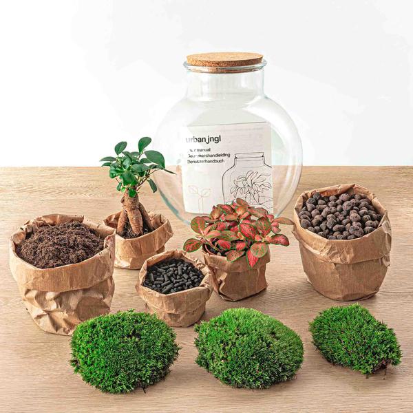 DIY terrarium - Teddy bonsai - ↕ 26,5 cm - Normal - Happy City Plants