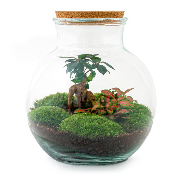 DIY terrarium - Teddy bonsai - ↕ 26,5 cm - Normal - Happy City Plants