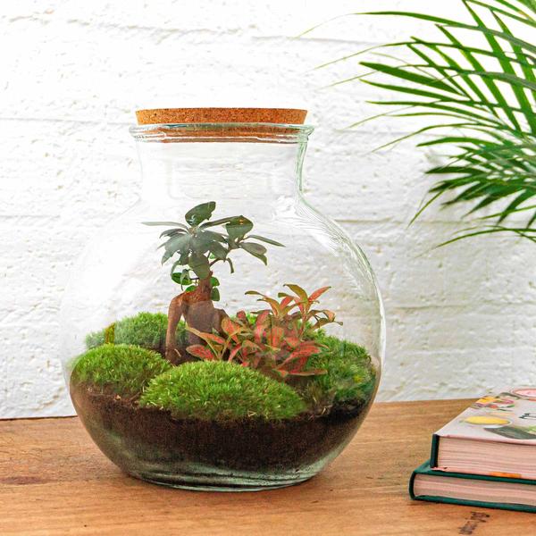 DIY terrarium - Teddy bonsai - ↕ 26,5 cm - Normal - Happy City Plants