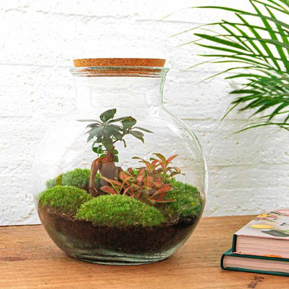 DIY terrarium - Teddy bonsai - ↕ 26,5 cm - Normal - Happy City Plants