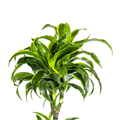 Dracaena Deremensis Dorado Ø27cm - ↕180cm - Happy City Plants