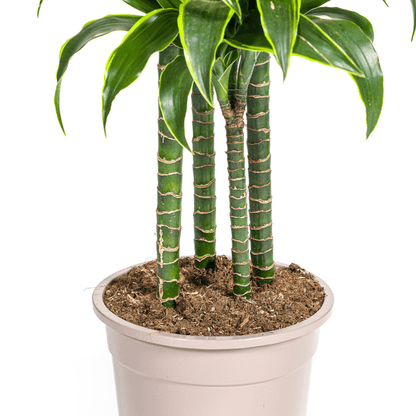 Dracaena Deremensis Dorado Ø27cm - ↕180cm - Happy City Plants