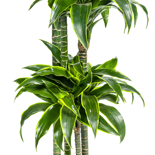 Dracaena Deremensis Dorado Ø27cm - ↕180cm - Happy City Plants