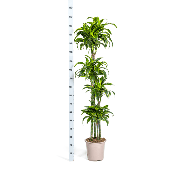 Dracaena Deremensis Dorado Ø27cm - ↕180cm - Happy City Plants