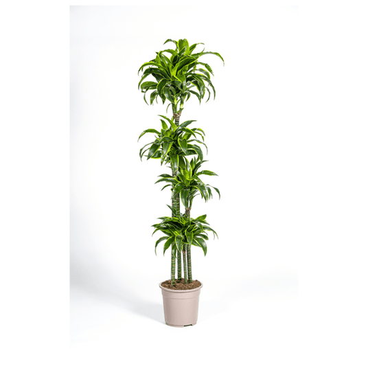 Dracaena Deremensis Dorado Ø27cm - ↕180cm - Happy City Plants