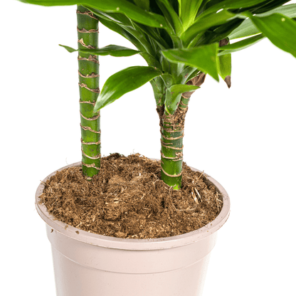Dracaena Deremensis Green Jewel Ø19cm - ↕70 - 90cm - Happy City Plants