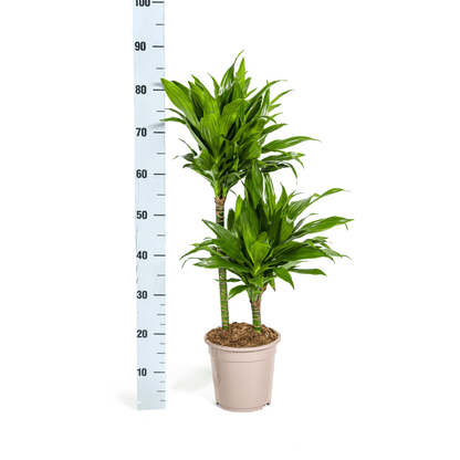 Dracaena Deremensis Green Jewel Ø19cm - ↕70 - 90cm - Happy City Plants