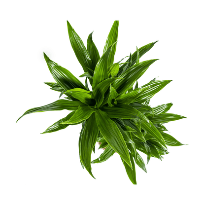 Dracaena Deremensis Green Jewel Ø19cm - ↕70 - 90cm - Happy City Plants