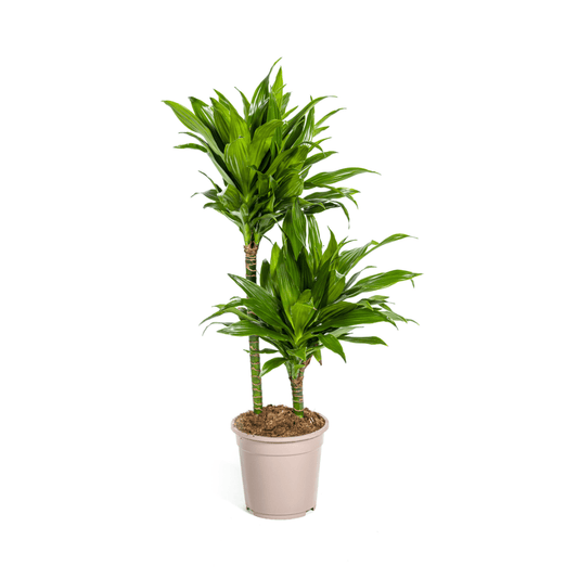 Dracaena Deremensis Green Jewel Ø19cm - ↕70 - 90cm - Happy City Plants