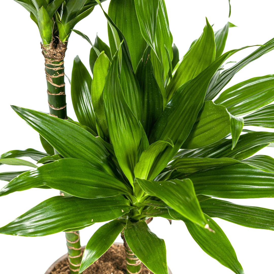 Dracaena Deremensis Green Jewel Ø19cm - ↕70 - 90cm - Happy City Plants