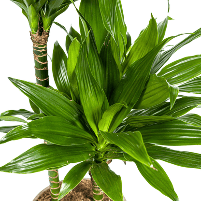 Dracaena Deremensis Green Jewel Ø19cm - ↕70 - 90cm - Happy City Plants
