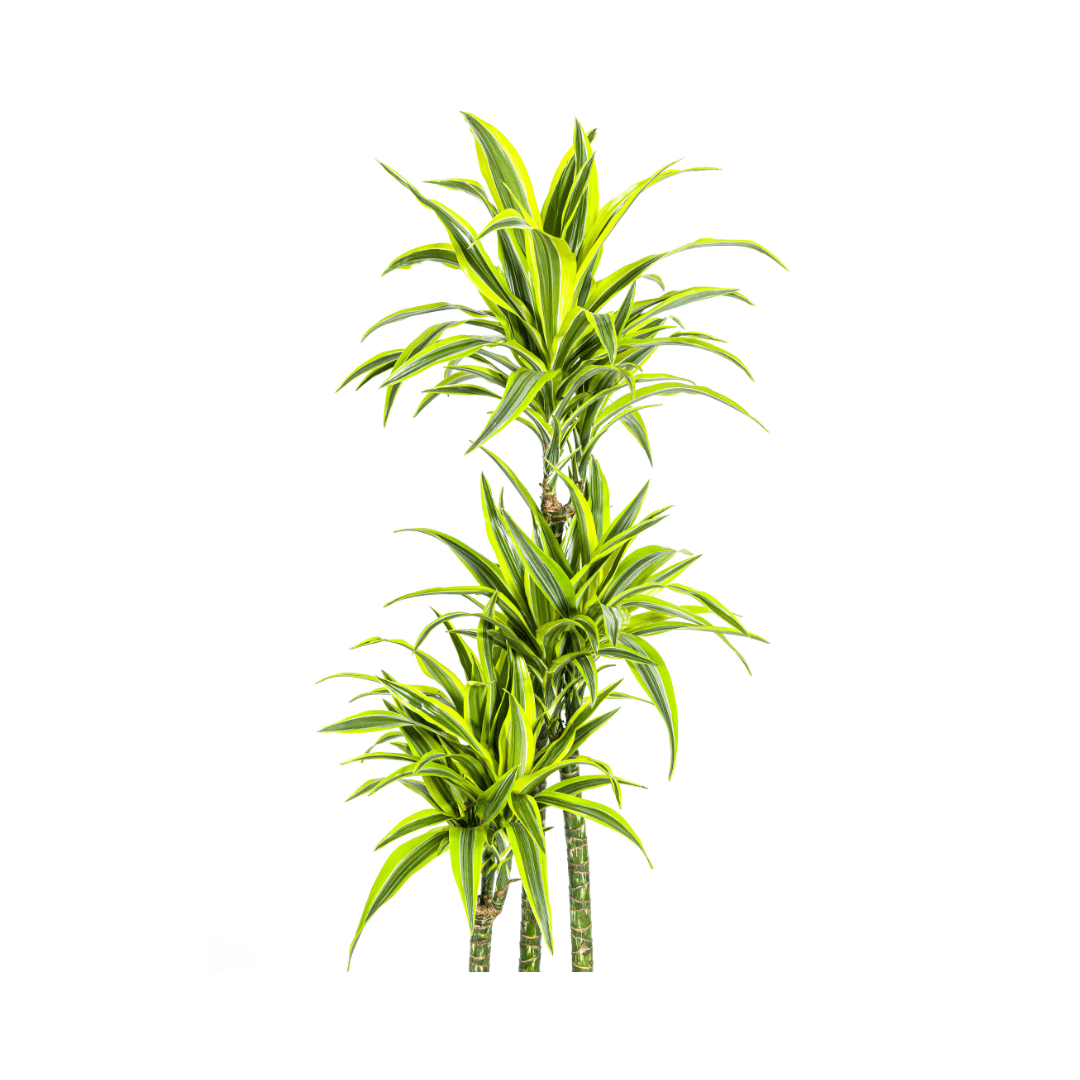 Dracaena Deremensis Lemon Lime Ø27cm - ↕170 - 190cm - Happy City Plants